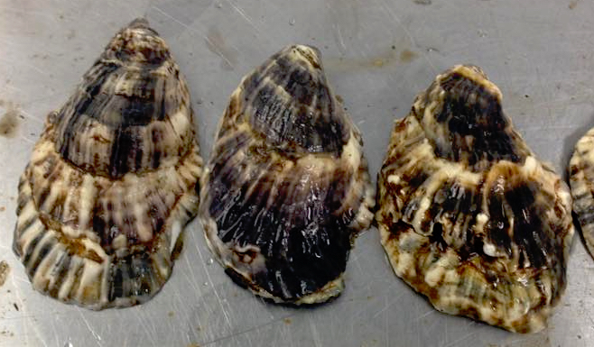 striped oyster shells
