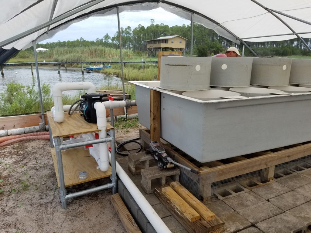 Upweller in the Alma Bryant High School oyster nursery.